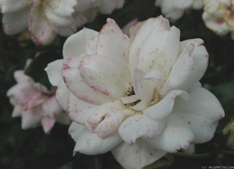 'Candeur ®' rose photo