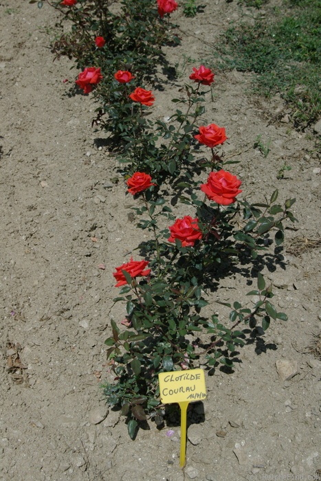'Clotilde Courau®' rose photo