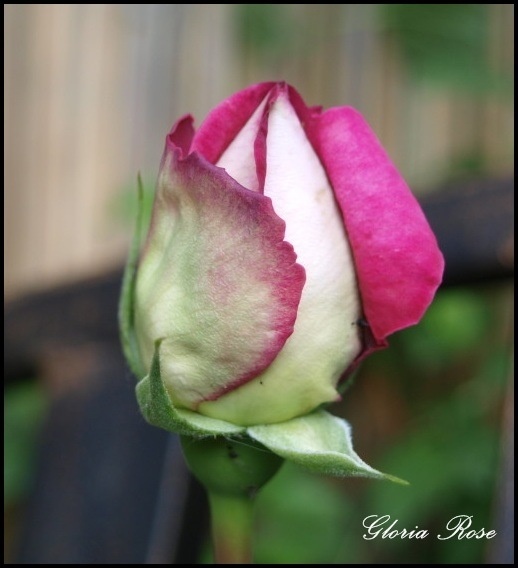 'Vitalrose Gloria Rosé ®' rose photo