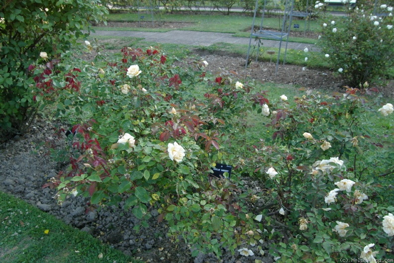 'Madame Azélie Imbert' rose photo