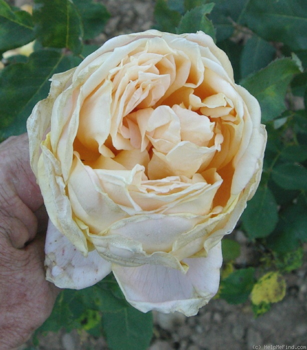 'Ami Léon Pin' rose, click to enlarge 'Ami Léon Pin' rose photo