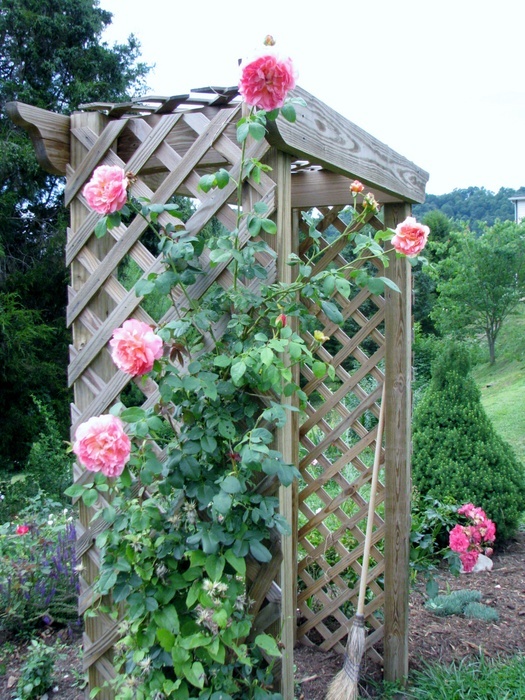 'Papi Delbard ®' rose, click to enlarge 'Papi Delbard ®' rose photo