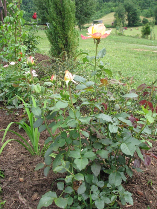 'Adolf Horstmann ®' rose photo