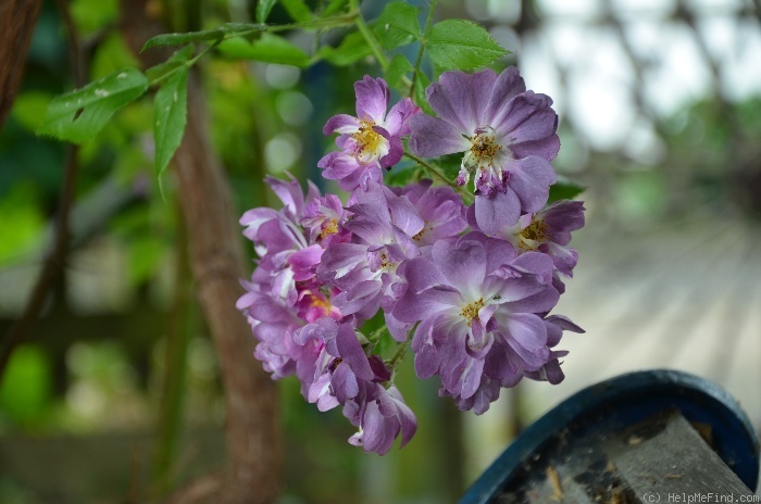 'Veilchenblau (Rambler, Schmidt 1909)' rose photo