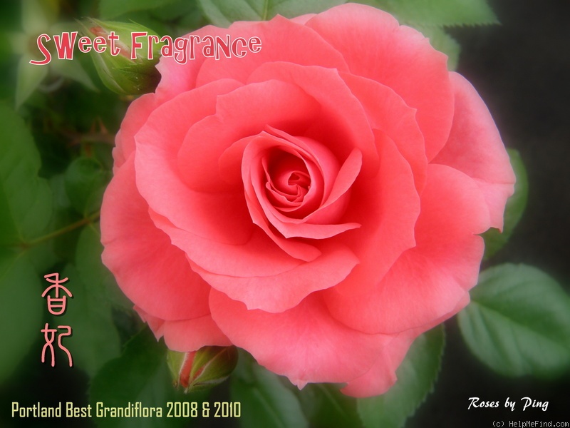 'Sweet Fragrance' rose photo
