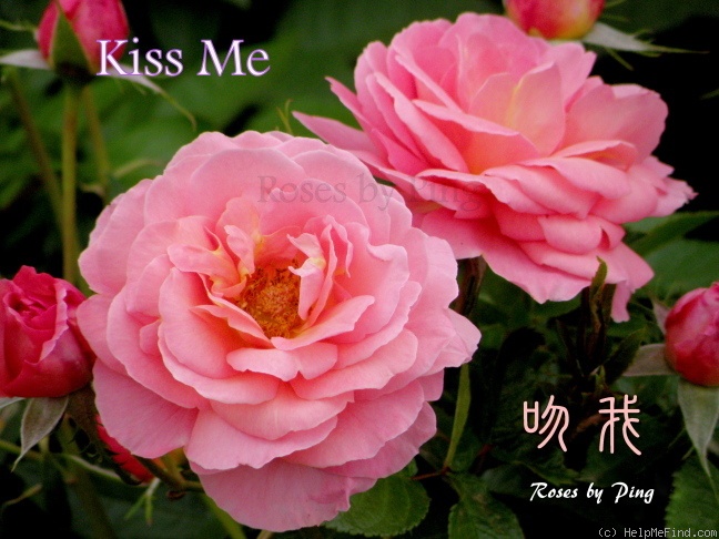 'Kiss Me' rose photo