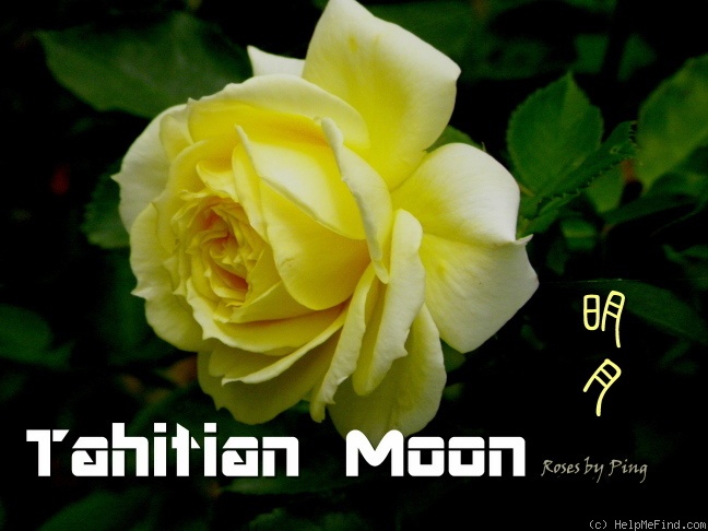 'Tahitian Moon' rose photo