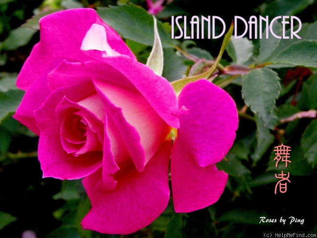 'Island Dancer' rose photo