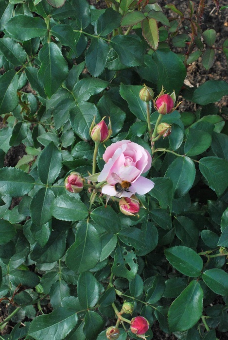 'Billet Doux' rose photo