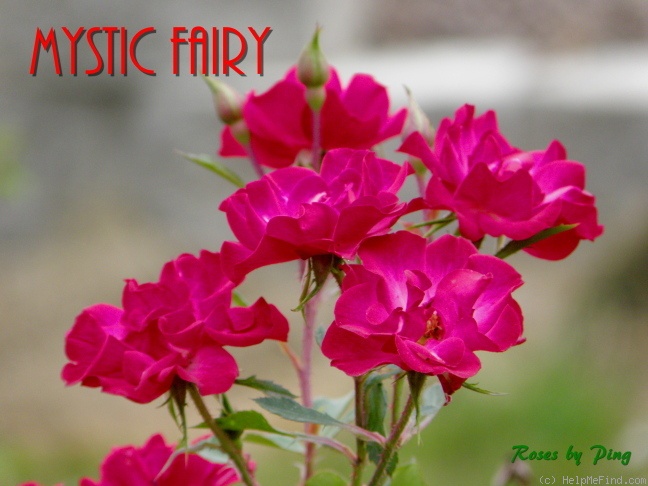 'Mystic Fairy ™' rose photo
