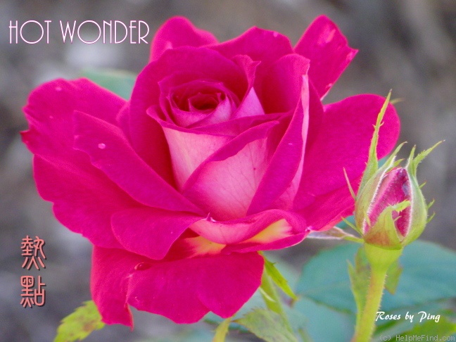 'Hot Wonder' rose photo