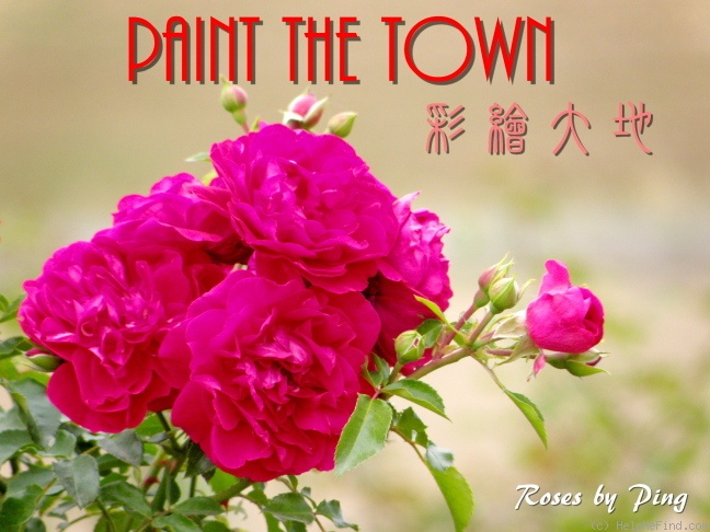 'Paint The Town' rose photo