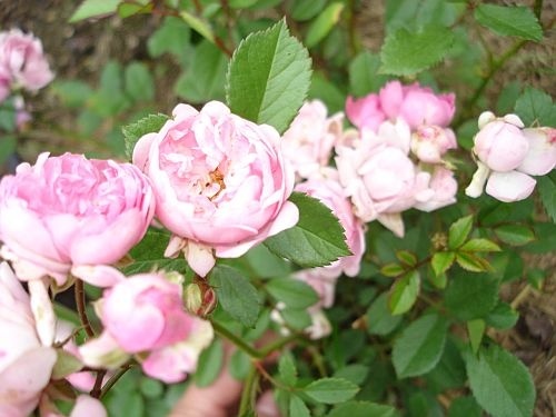 'Amade László' rose photo