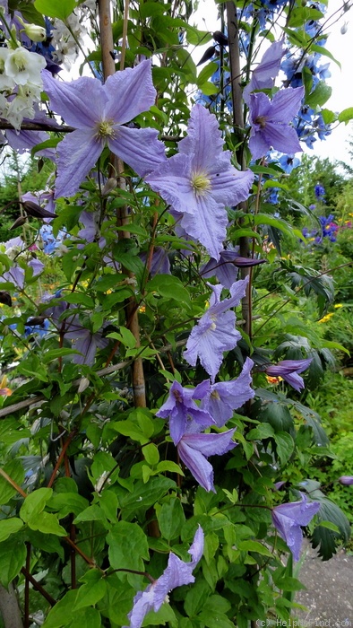 'Blue Angel' clematis photo