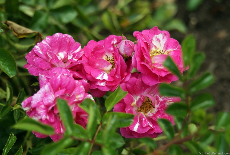 'Ardon' rose photo