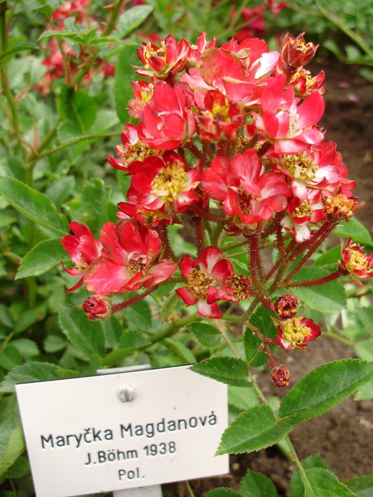 'Maryčka Magdonova' rose photo