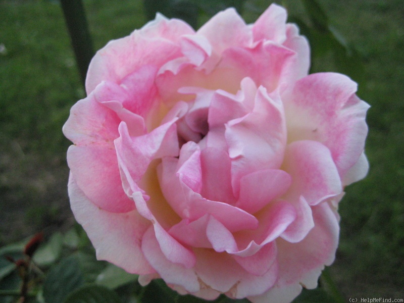 'César ® (climber, Meilland, 1993)' rose photo