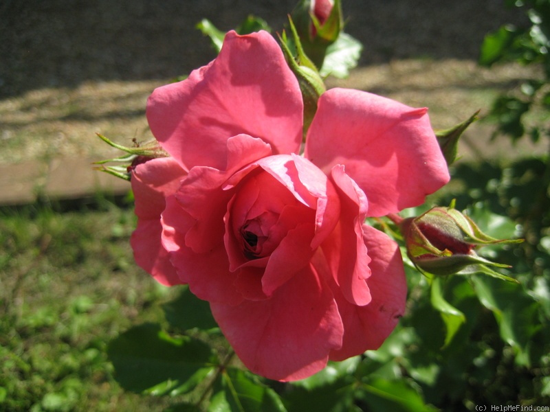 'Esmeralda (hybrid tea, Kordes, 1973)' rose photo