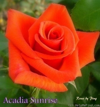 'Arcadia Sunrise' rose photo