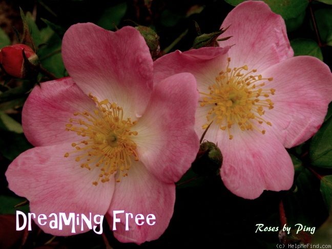 'Dreaming Free' rose photo