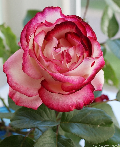 'Atlas ® (hybrid tea, Delbard-Chabert, 1966)' rose photo