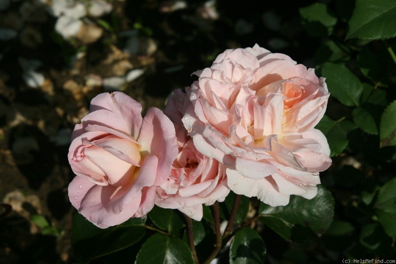 'Rachel's Delight' rose photo