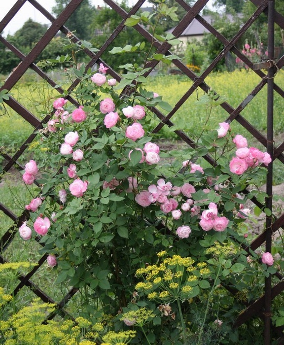 'Madame Pierre Oger (Bourbon, Oger, 1878)' rose photo