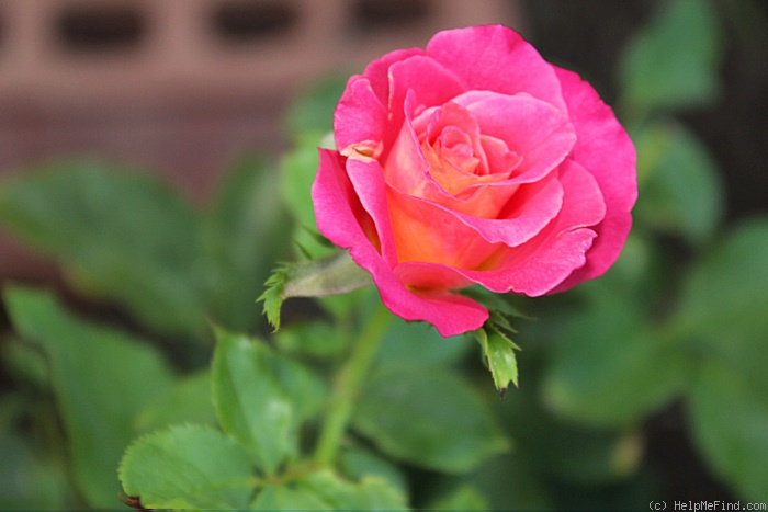 'Granada (hybrid tea, Lindquist, 1963)' rose photo