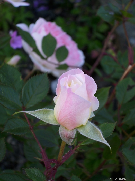 'Babyface (mini-flora, Rawlins, 2001)' rose photo