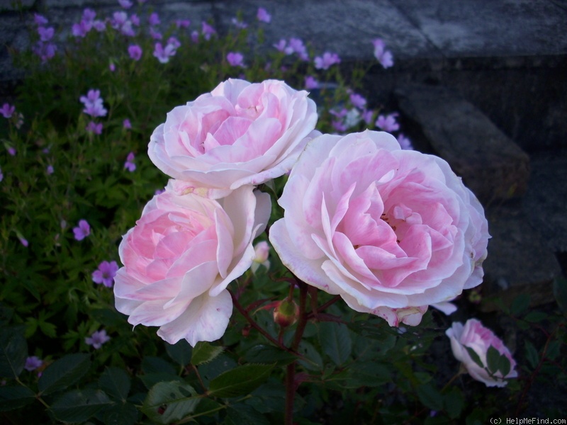 'Babyface (mini-flora, Rawlins, 2001)' rose photo
