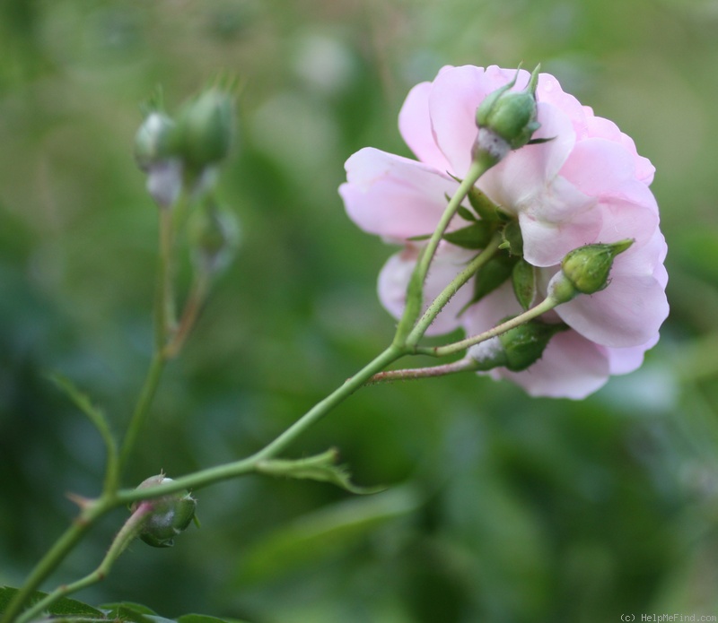 'Minnehaha' rose photo