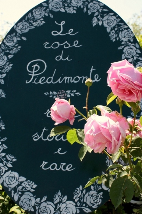 'Le rose di Piedimonte'  photo
