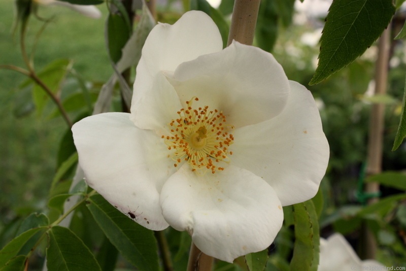 'R. gigantea' rose photo