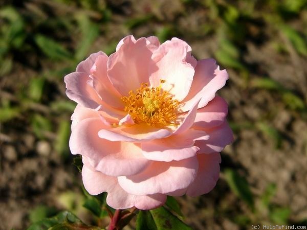 'Herself' rose photo