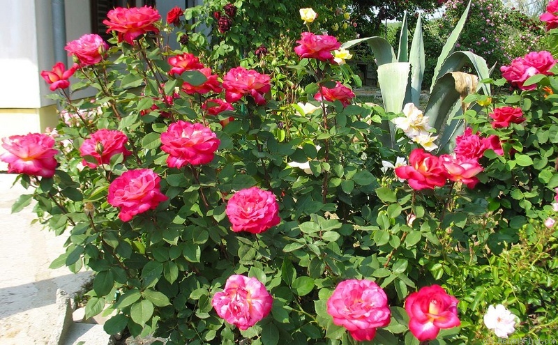 'Bolchoï ® (hybrid tea, Meilland, 1996)' rose photo
