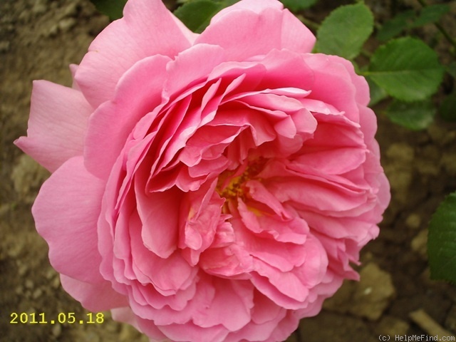 'Princess Alexandra of Kent' rose photo