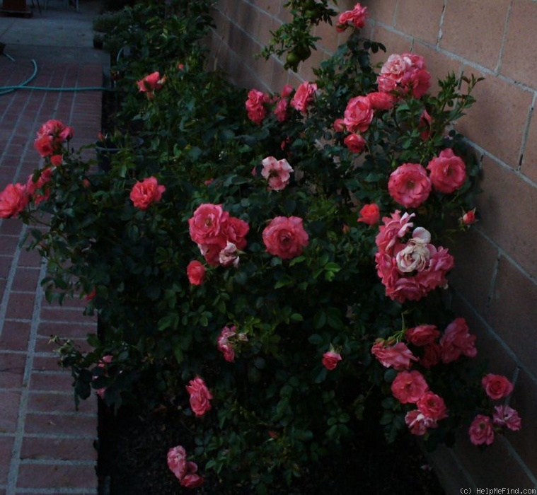 'Hanabusa' rose photo