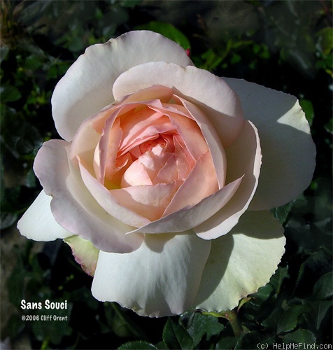 'Sans Souci ® (floribunda, Barni, 1995)' rose photo