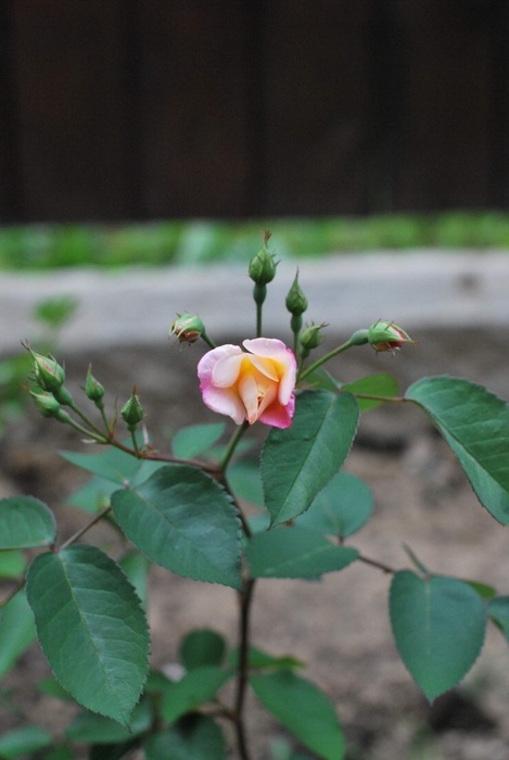 'Apricot Bells' rose, click to enlarge 'Apricot Bells' rose photo