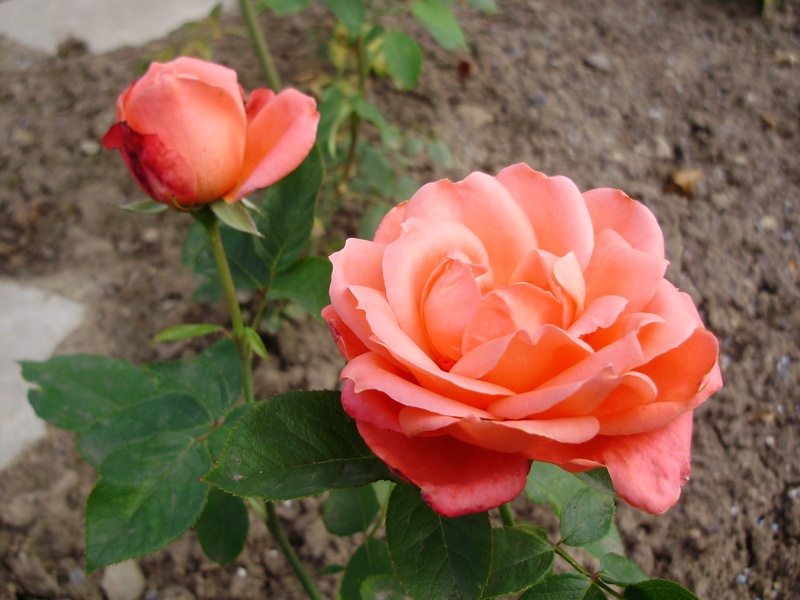 'Prinsesse Margrethe' rose photo