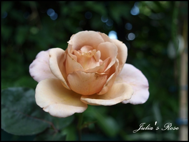 'Julia's Rose' rose photo