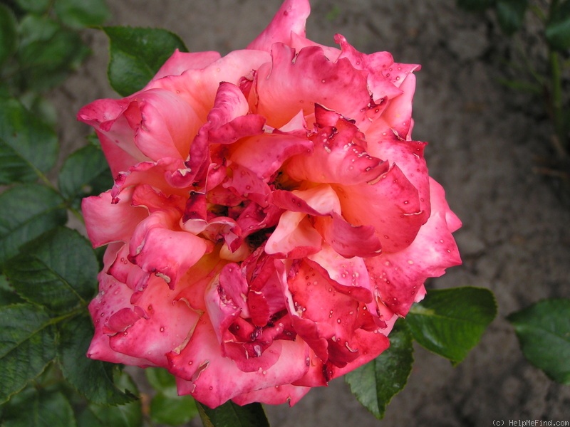 'Magdalena ® (hybrid tea, Adam, 2005)' rose photo