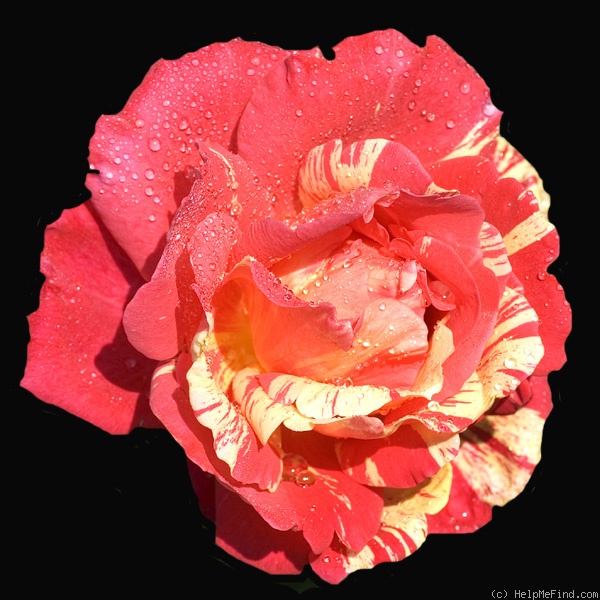 'Méli-mélo ®' Rose