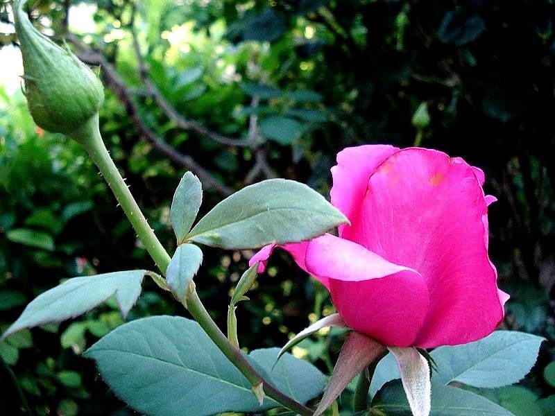 'Roseraie de Blois ®' rose photo