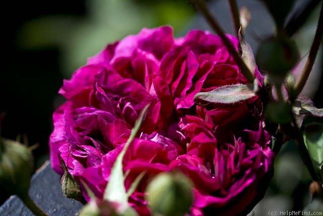 'Eugène de Beauharnais ' Rose Photo