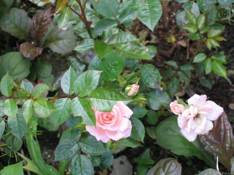 'Gentle Touch' rose photo