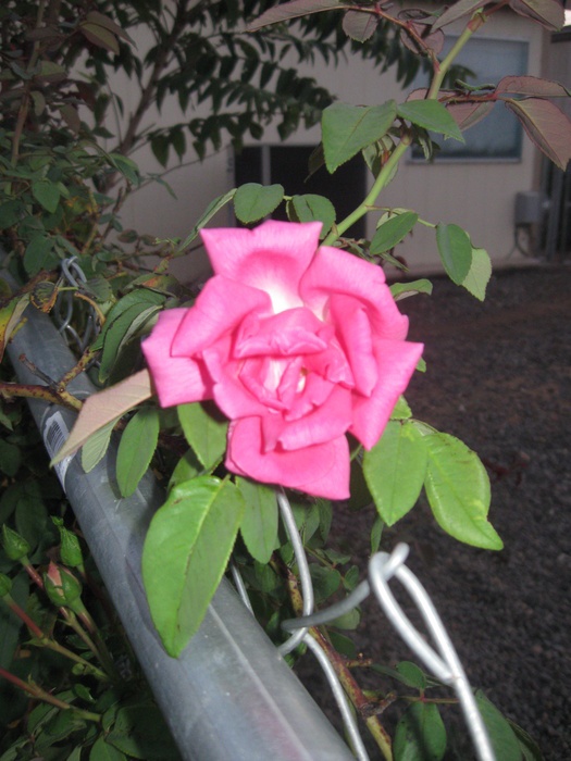 'Ladybug Roses'  photo