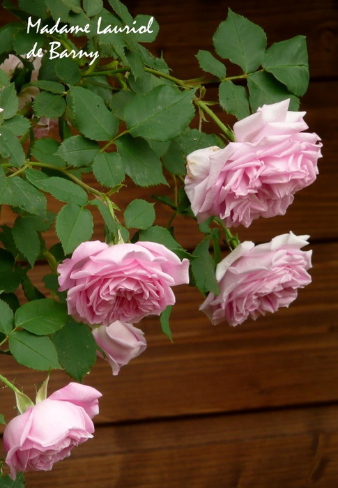 'Madame Lauriol de Barny' rose photo