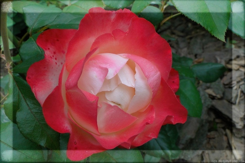 'Nostalgie ®' rose photo