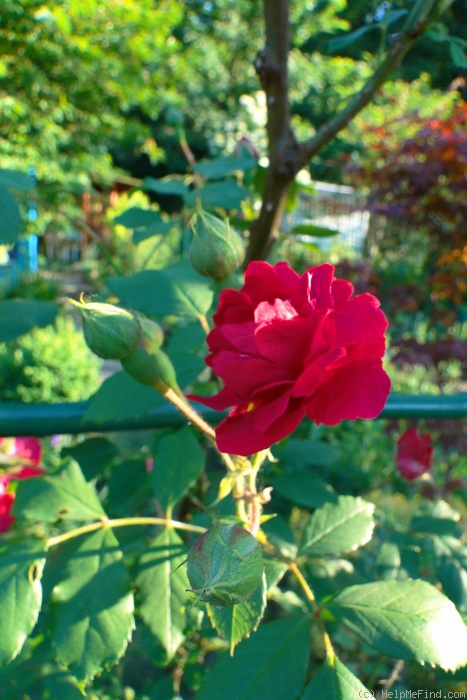 'Blaze Superior' rose photo